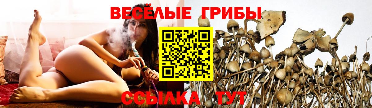 Псилоцибиновые грибы мицелий Кохма